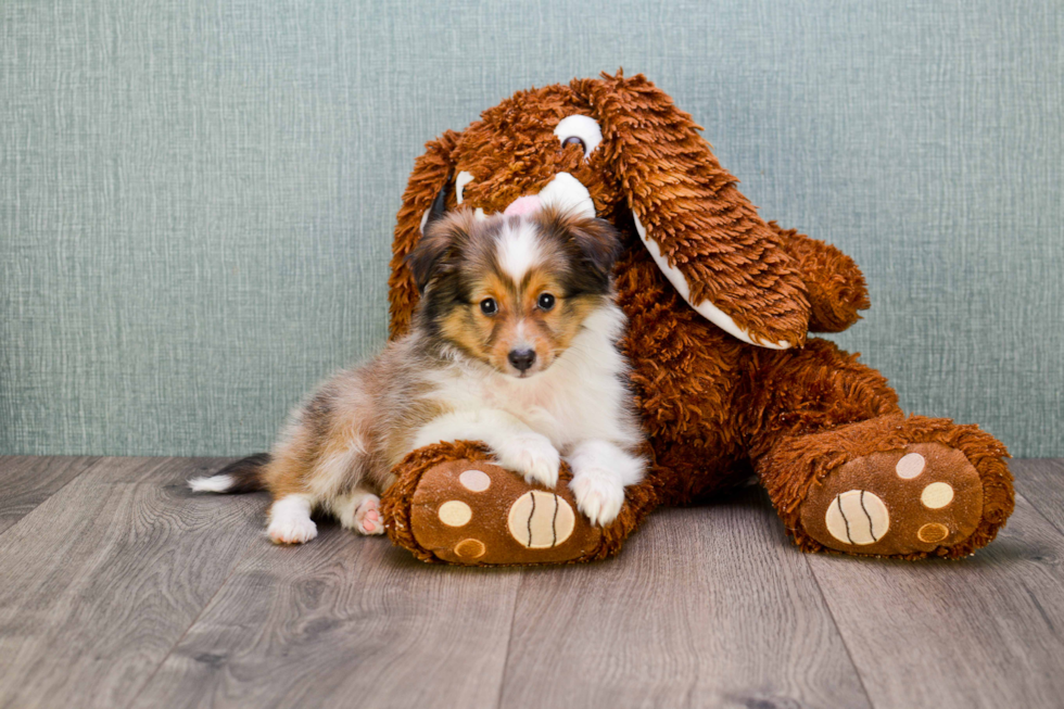 Sheltie Pup Being Cute