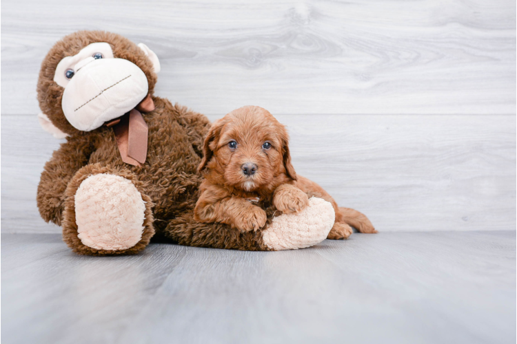 F1B MINI GOLDENDOODLE PUPPY