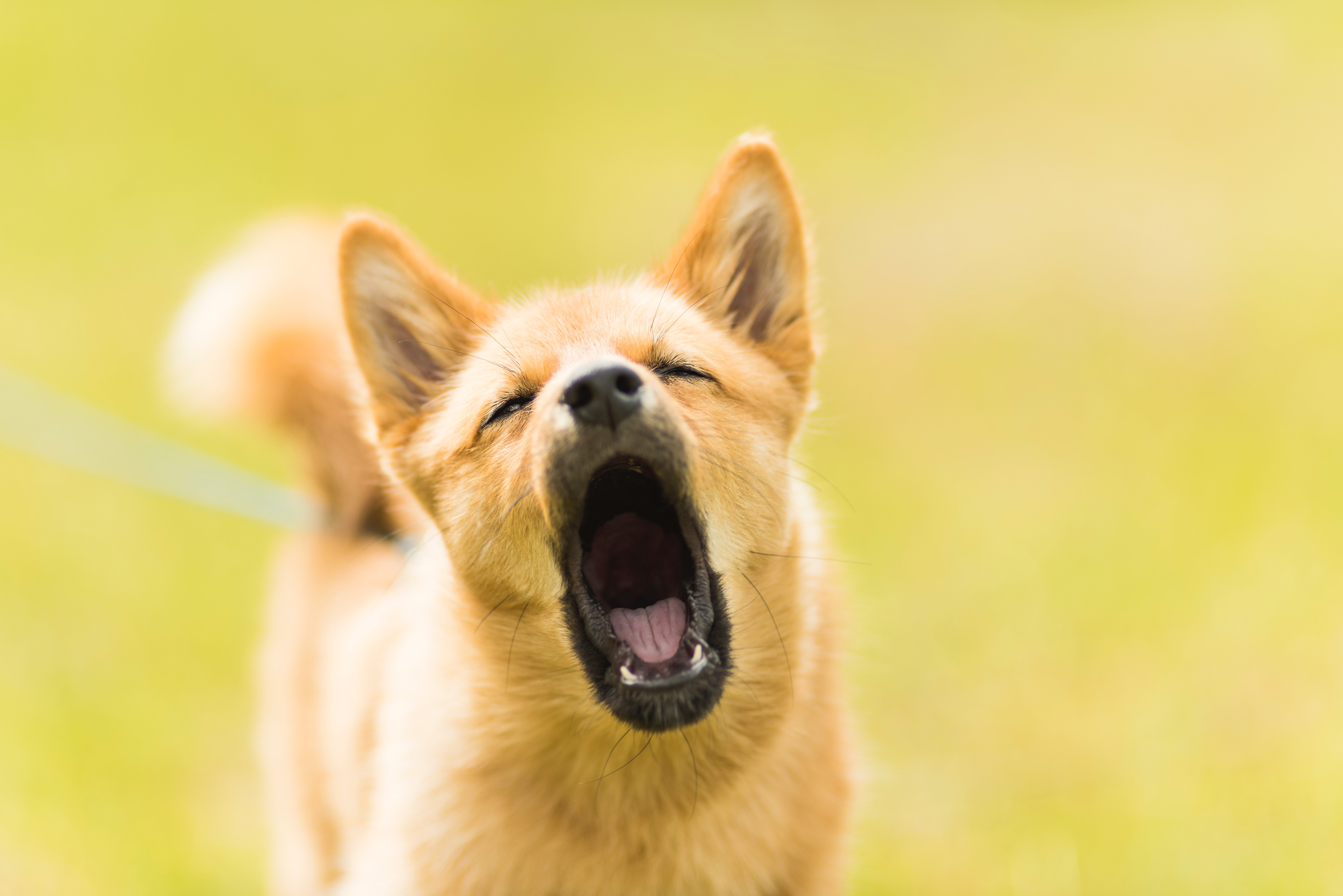 dog with its mouth wide open