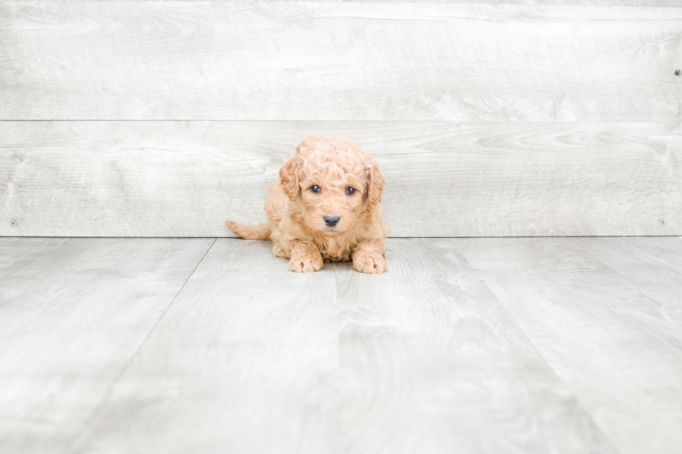 Meet Sassy - our Mini Goldendoodle Puppy Photo 2/3 - Premier Pups