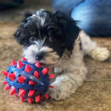 Cute Mini Aussiedoodle Pup