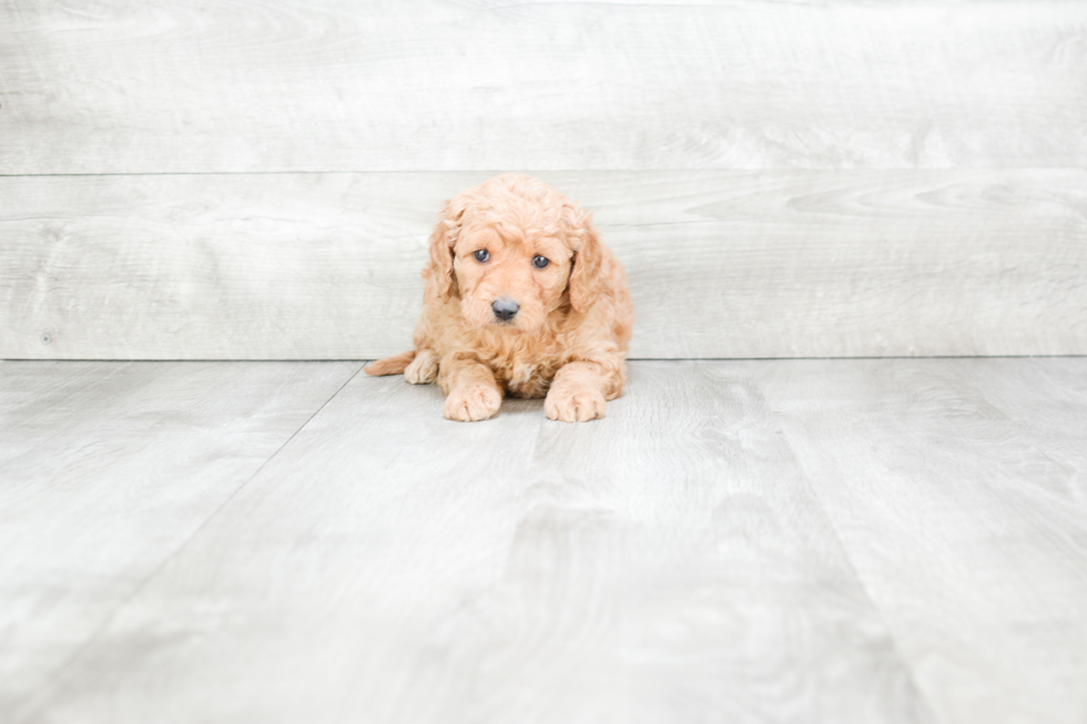 Meet Selma - our Mini Goldendoodle Puppy Photo 2/3 - Premier Pups