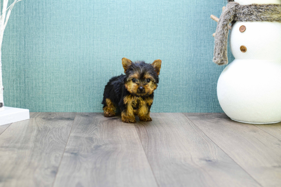 Meet Micro-Teacup-Alexandria - our Yorkshire Terrier Puppy Photo 