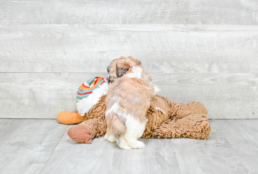 Meet Emmy - our Teddy Bear Puppy Photo 2/2 - Premier Pups
