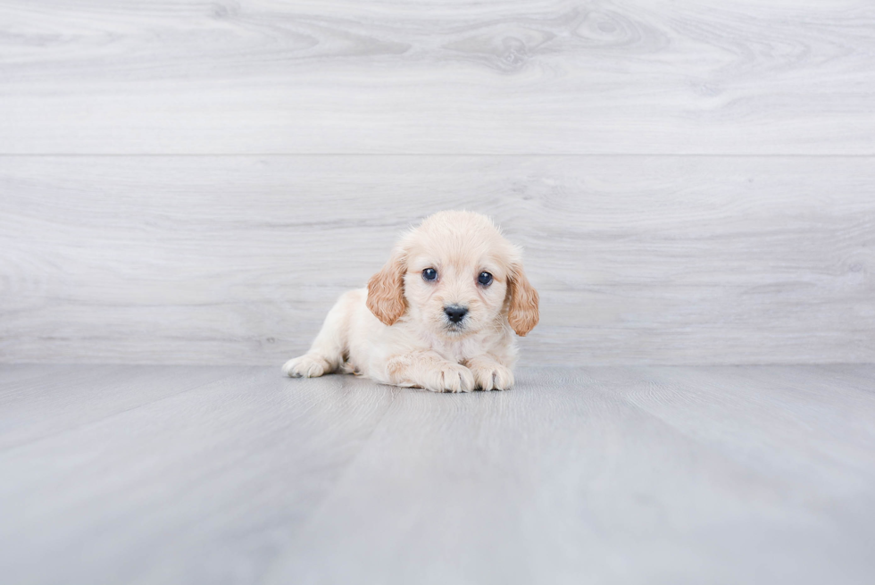 Meet Sherlock - our Cavachon Puppy Photo 3/3 - Premier Pups