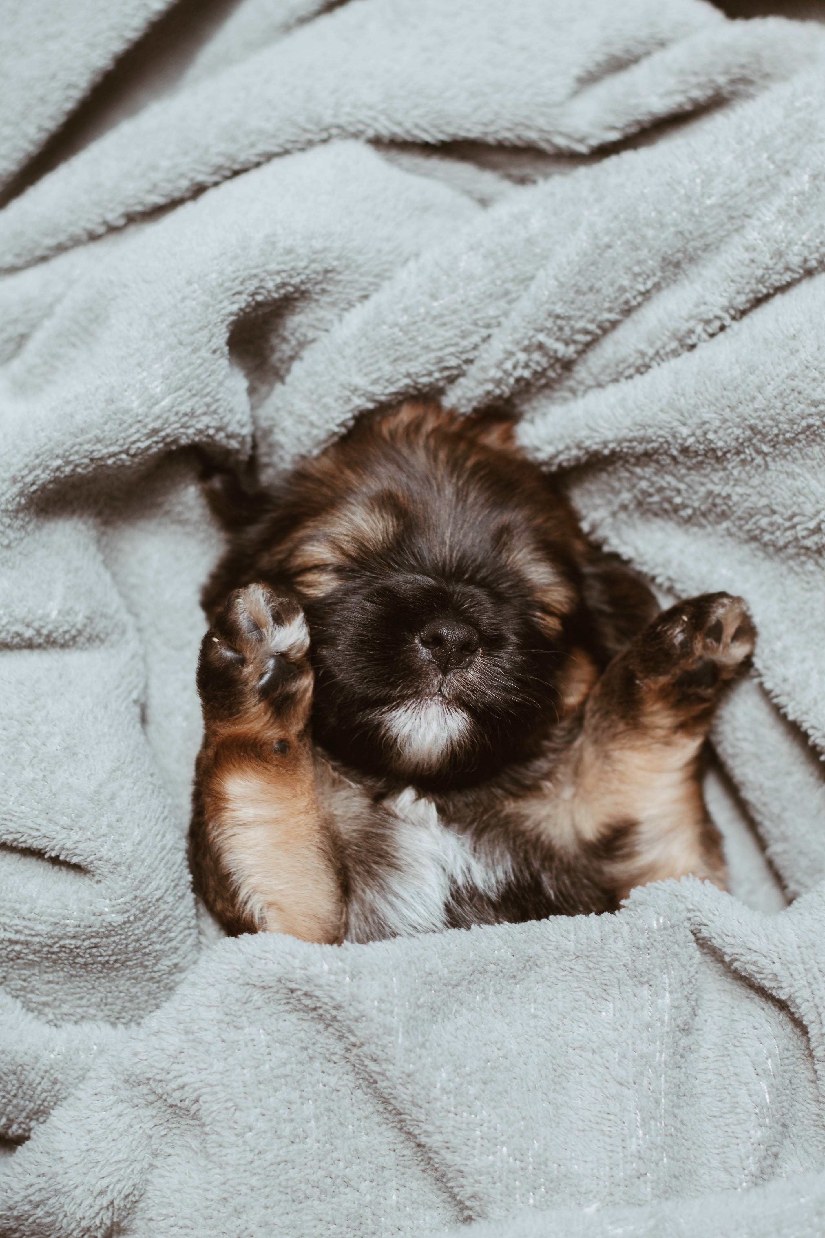 adorable puppy sleeping