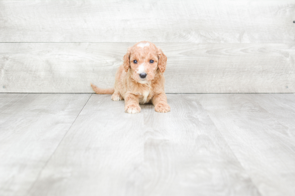 Meet Brooke - our Mini Goldendoodle Puppy Photo 2/2 - Premier Pups