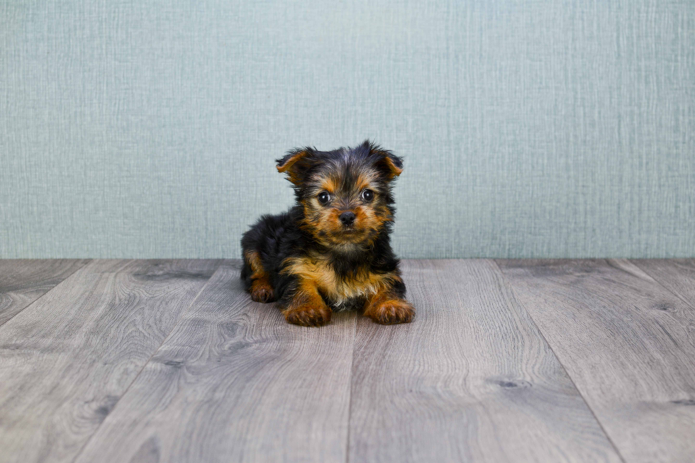 Meet Roscoe - our Yorkshire Terrier Puppy Photo 
