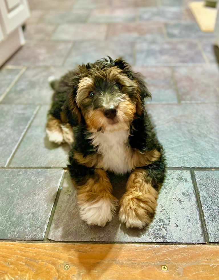 tricolor mini bernedoodle sitting on the floor looking at the camera - tan points in tricolor bernedoodles