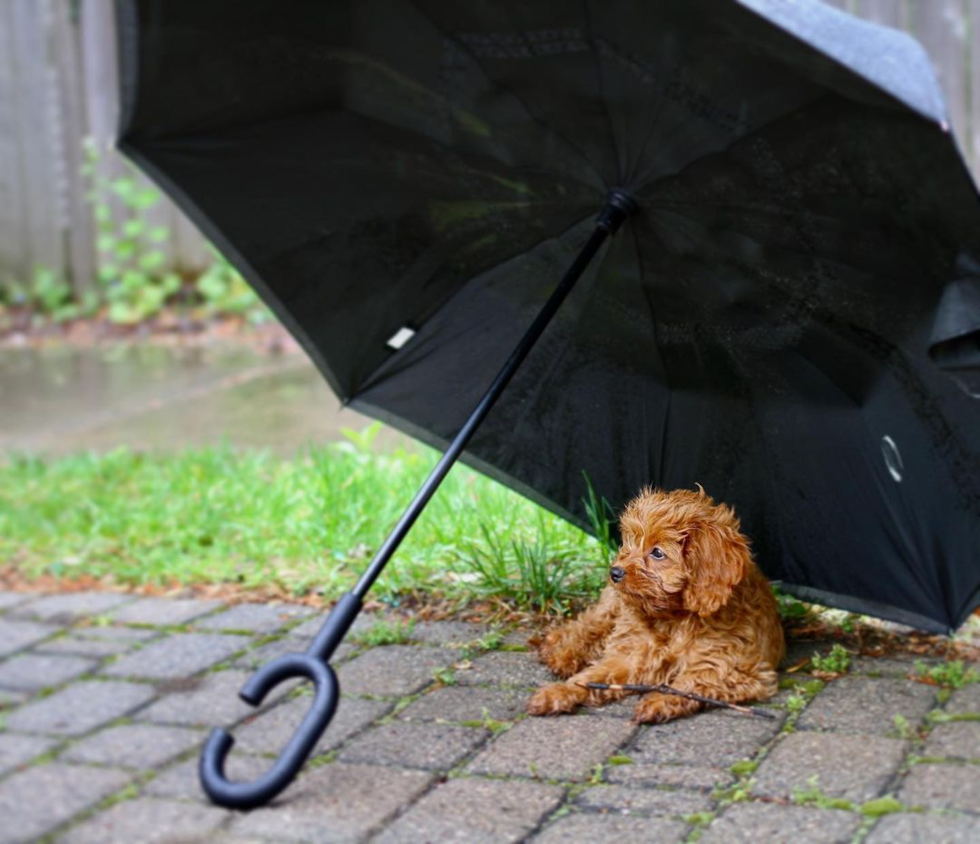cavapoo sitting outside under an umbrella