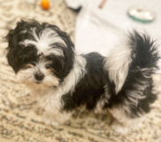 Puppy For Sale Premier Pups Shih Poo Being Cute