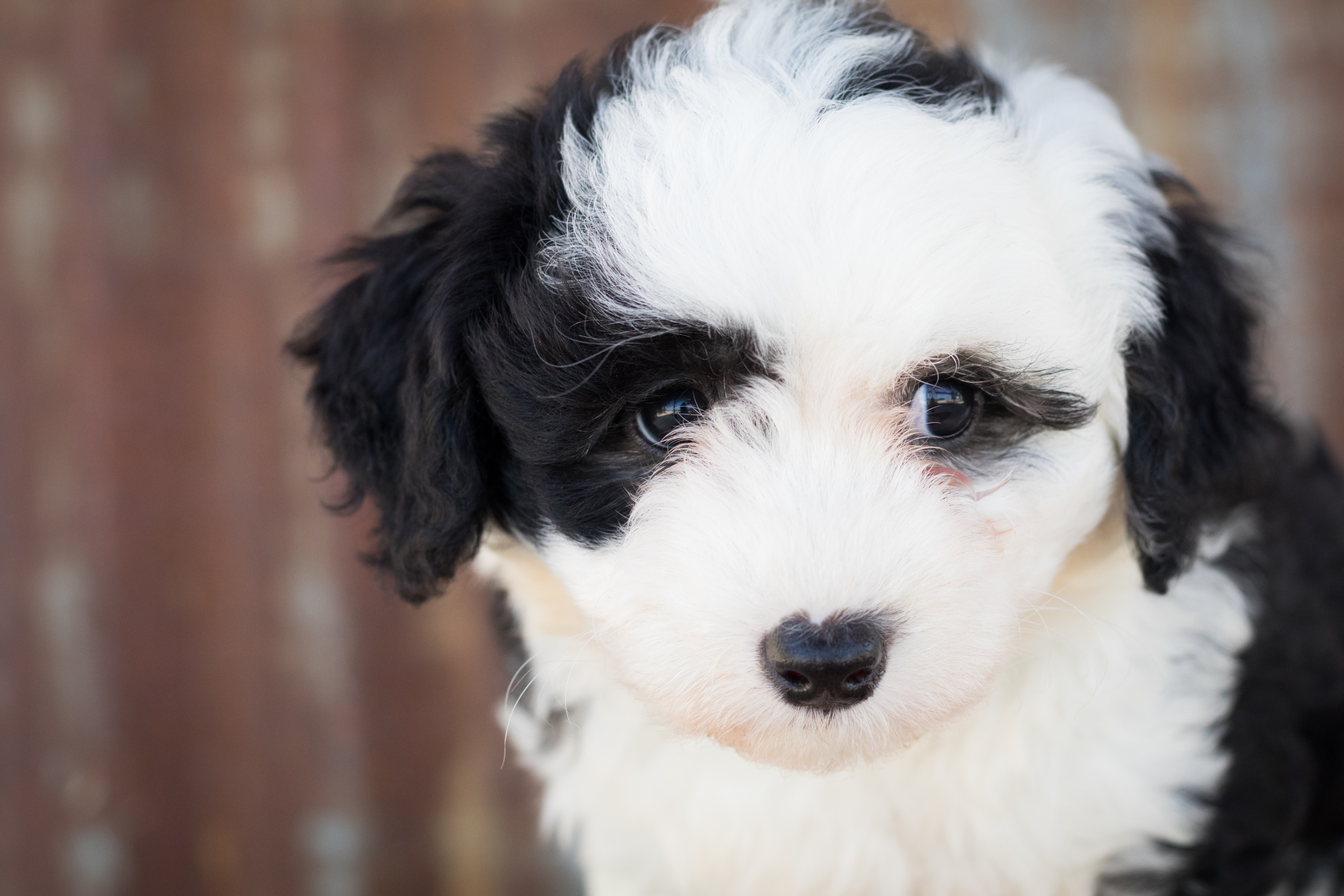 black and white mini bernedoodle puppy