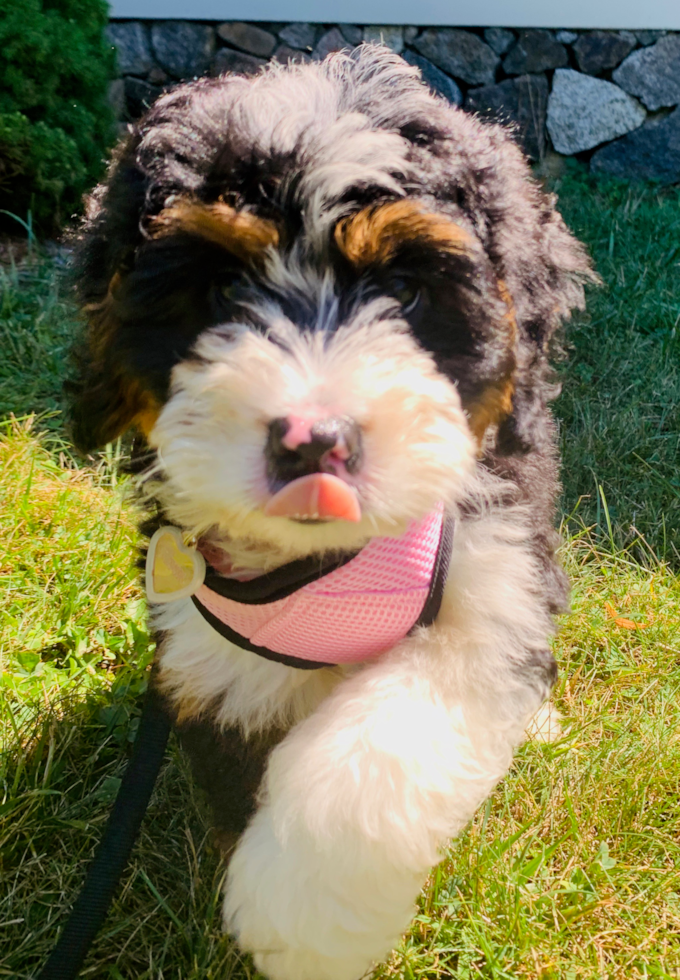 mini bernedoodle walking on grass - mini bernedoodle average lifespan