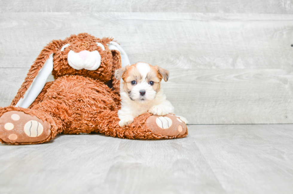 Small breed puppies for sale Teacup Pups for sale in Ohio Premier Pups