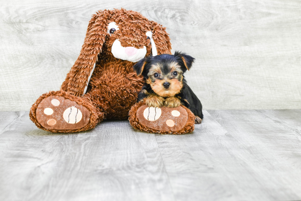 Meet Jeffy - our Yorkshire Terrier Puppy Photo 