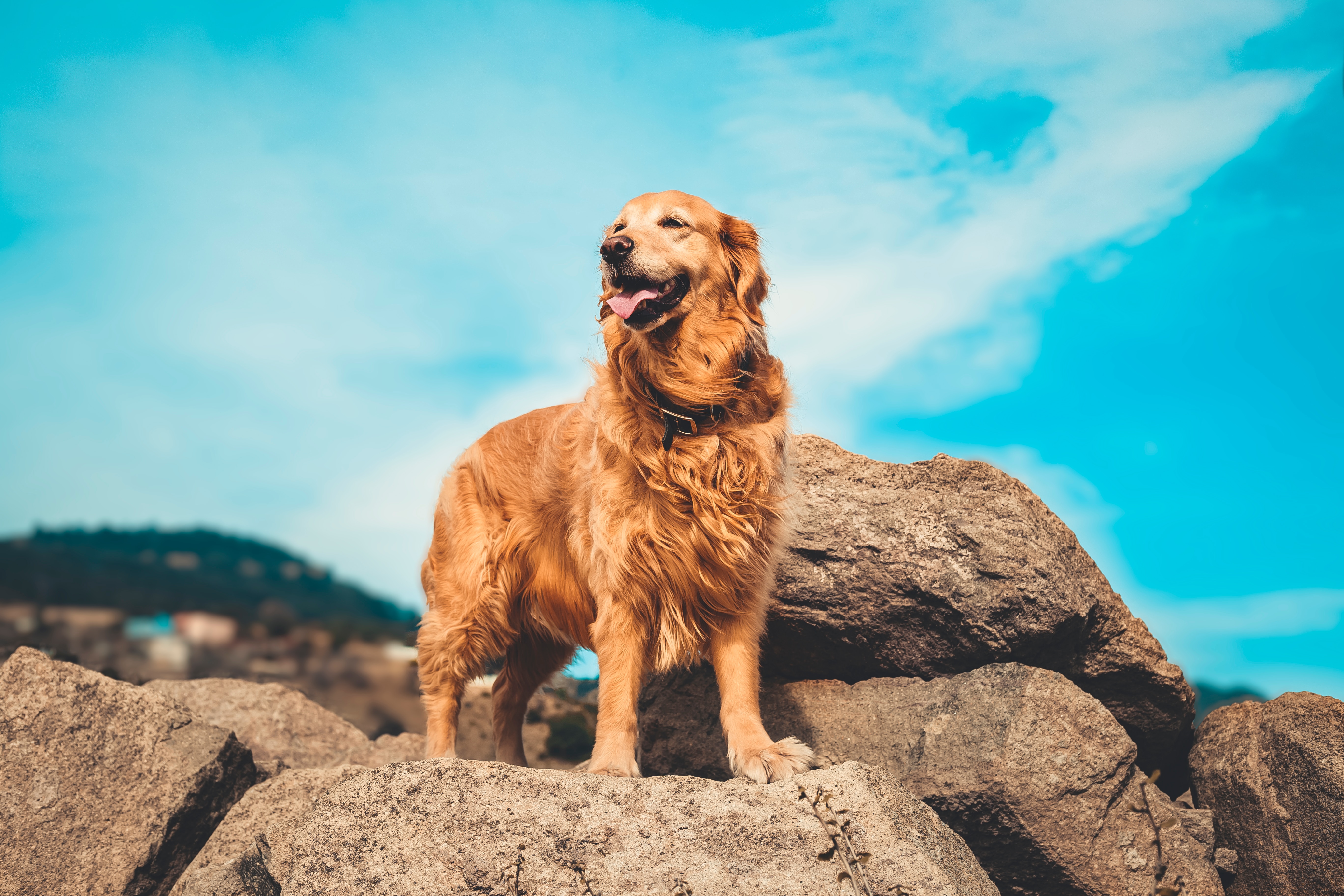golden retriever on top of a pile of rocks