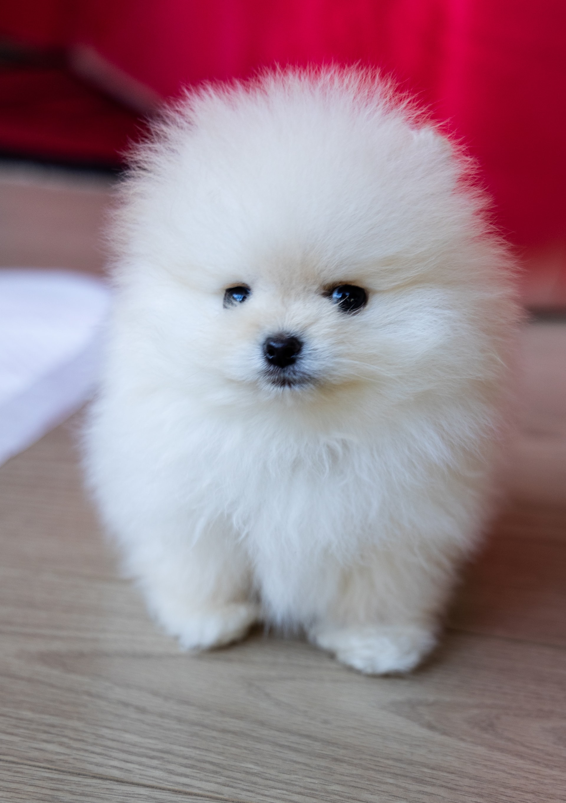 picture of a white Pomeranian puppy