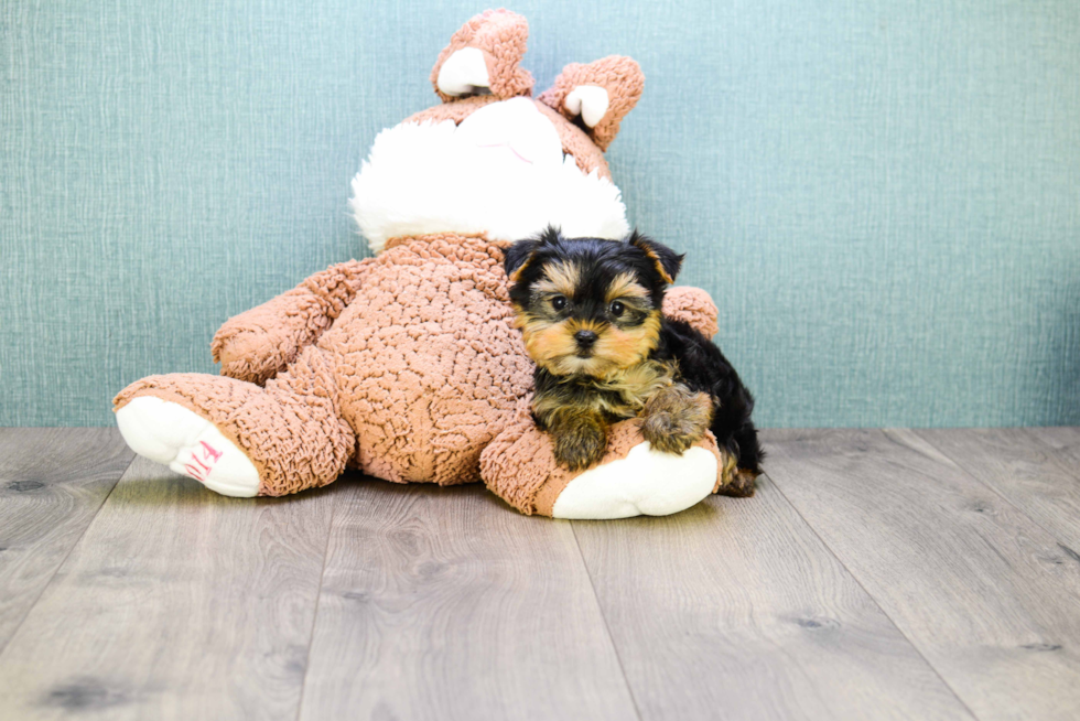 Meet Microteacup-Avery - our Yorkshire Terrier Puppy Photo 
