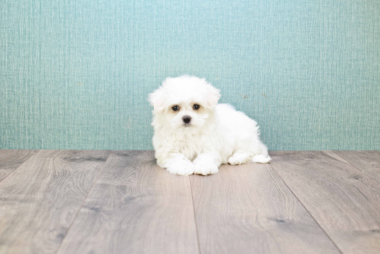 Maltese Pup Being Cute