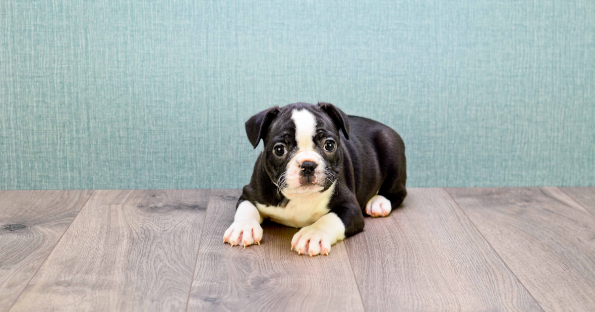 Mimi is our FRENCHTON PUPPY FOR SALE!!!!