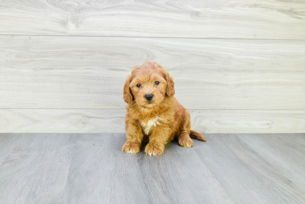 Meet Gabi - our Mini Goldendoodle Puppy Photo 1/3 - Premier Pups