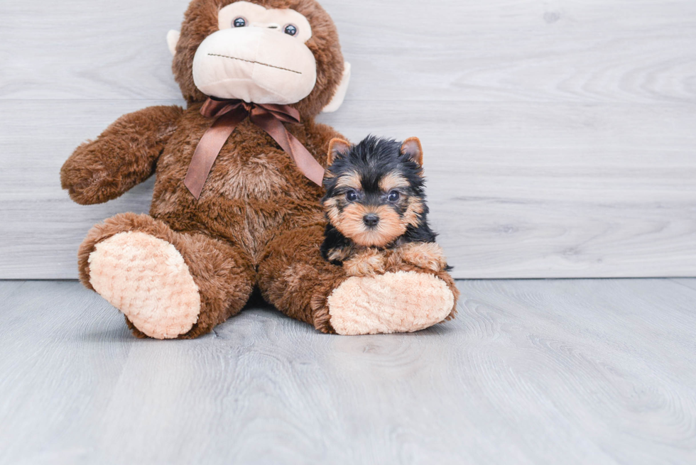 Meet Twinkle - our Yorkshire Terrier Puppy Photo 2/2 - Premier Pups