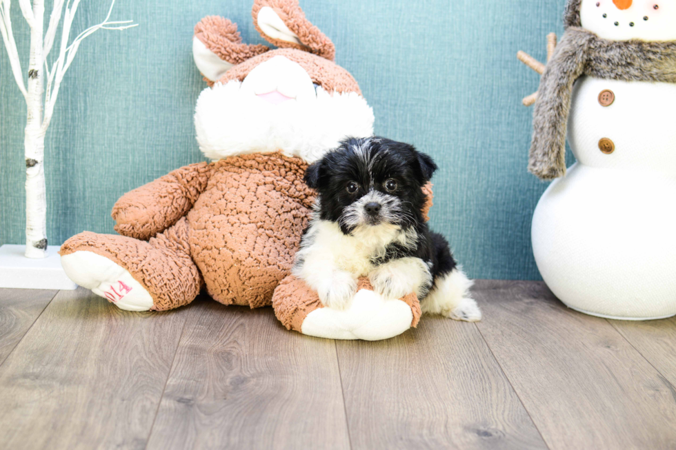 Meet Teacup-Nate - our Yorkshire Terrier Puppy Photo 