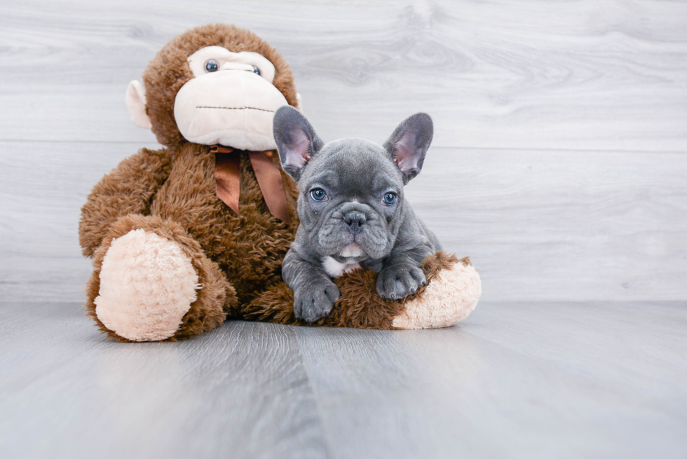 Meet Buster - our French Bulldog Puppy Photo 2/4 - Premier Pups