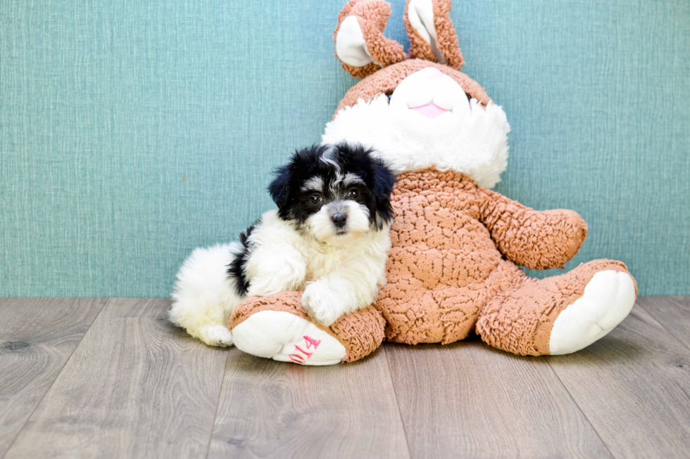 Meet Rose - our Havanese Puppy Photo 