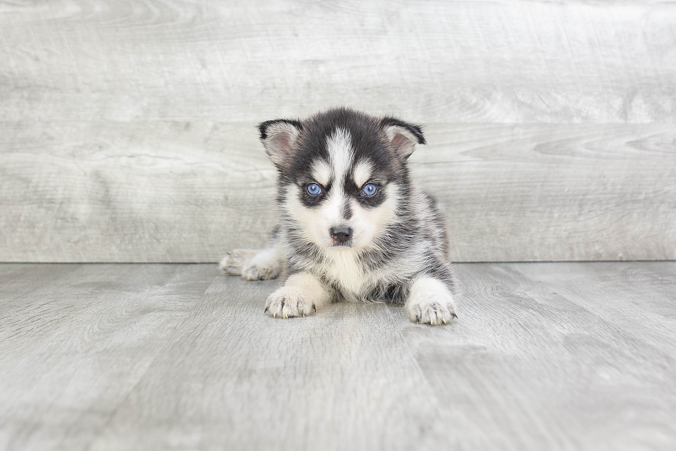 Pomsky Puppies For Sale | Small Cross Puppies Breeds For Sale In Ohio