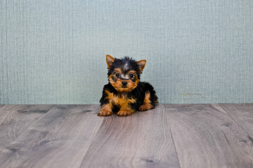8 week teacup yorkie akc yorkie puppies for sale buy teacup terrier pups 8 week teacup yorkie akc yorkie puppies for sale buy teacup terrier pups