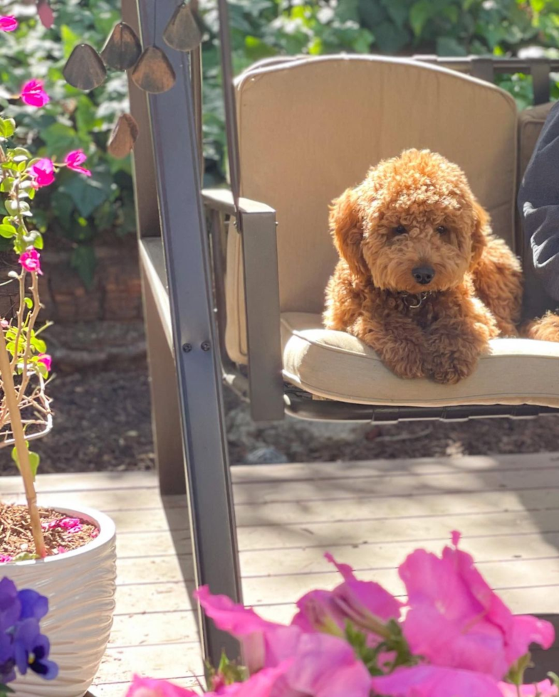 apricot mini goldendoodle with curly hair sitting on an outdoor patio swing