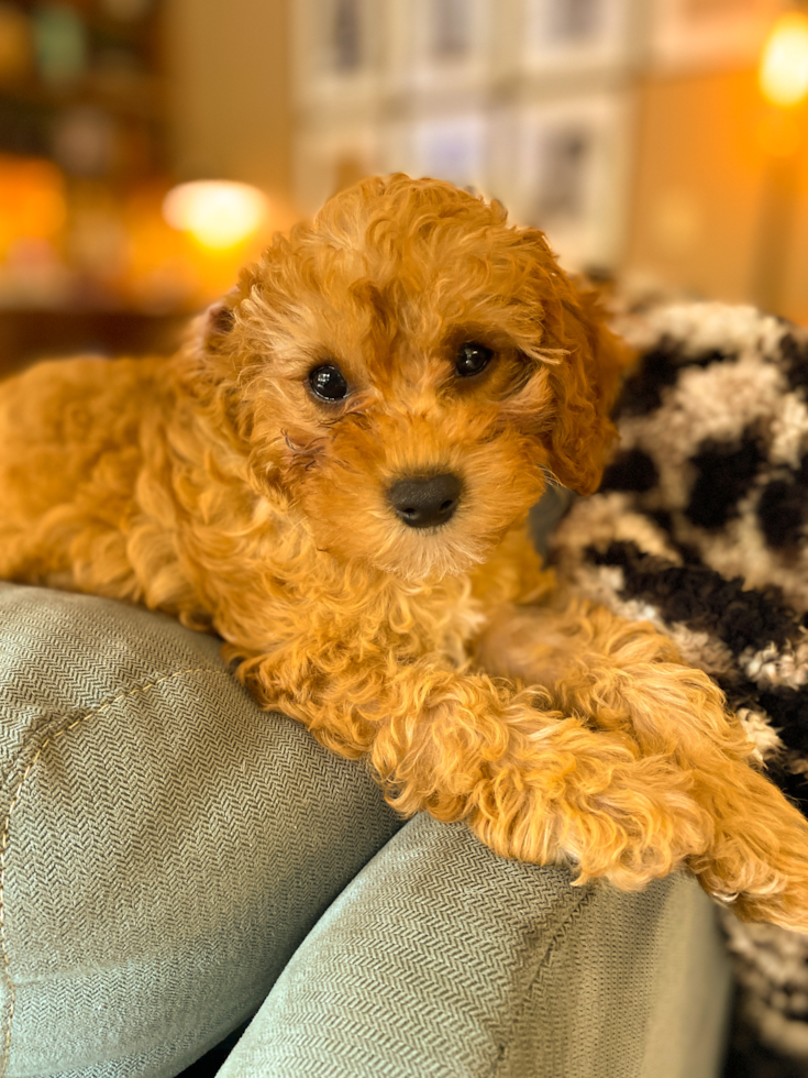 brown low-shedding cavapoo