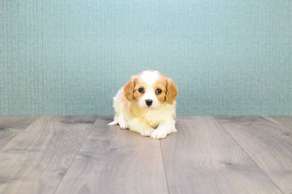 Meet Chuck - our Cavachon Puppy Photo 