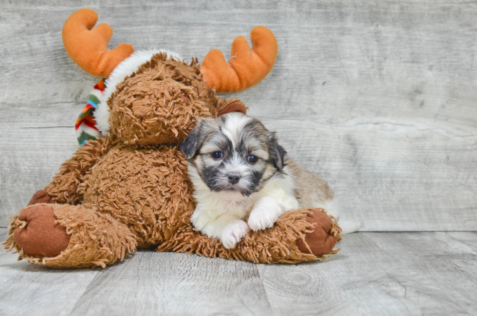 8 week old teddy bear puppies