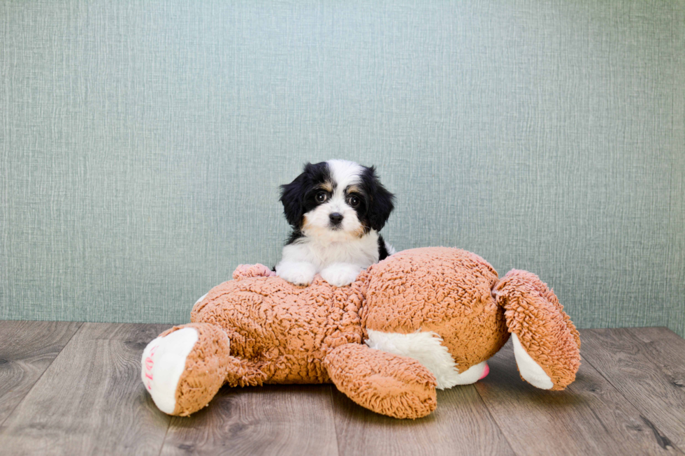Cavachon Puppy for Adoption