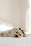 Puppy For Sale Premier Pups Morkie Being Cute