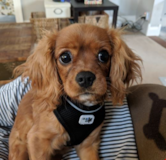 Playful Cavalier King Charles Spaniel Pup