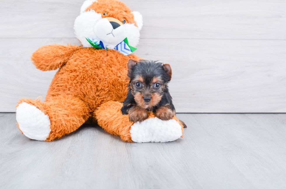 Yorkie puppies for sale Buy Teacup AKC Yorkshire Terrier Pups