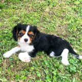 Hypoallergenic Cavalier King Charles Spaniel Pup