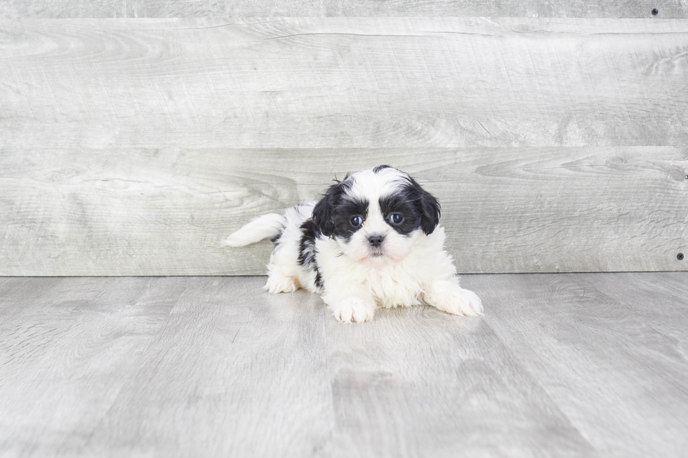 Meet Milo - our Teddy Bear Puppy Photo 2/5 - Premier Pups