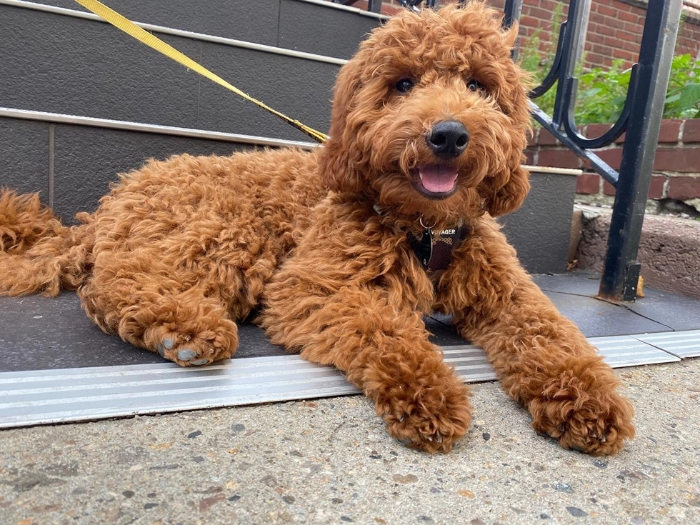 Friendly Mini Goldendoodle a mix of Golden Retriever and Miniature Poodle ideal for active teenagers