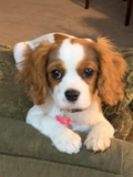 Puppy For Sale Premier Pups Friendly Cavalier King Charles Spaniel Purebred Pup