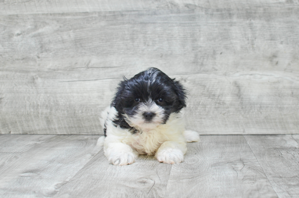 brown teddy bear puppies for sale