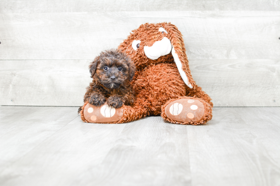 Yorkie Poo puppies for sale Designer dog breed for sale in Ohio