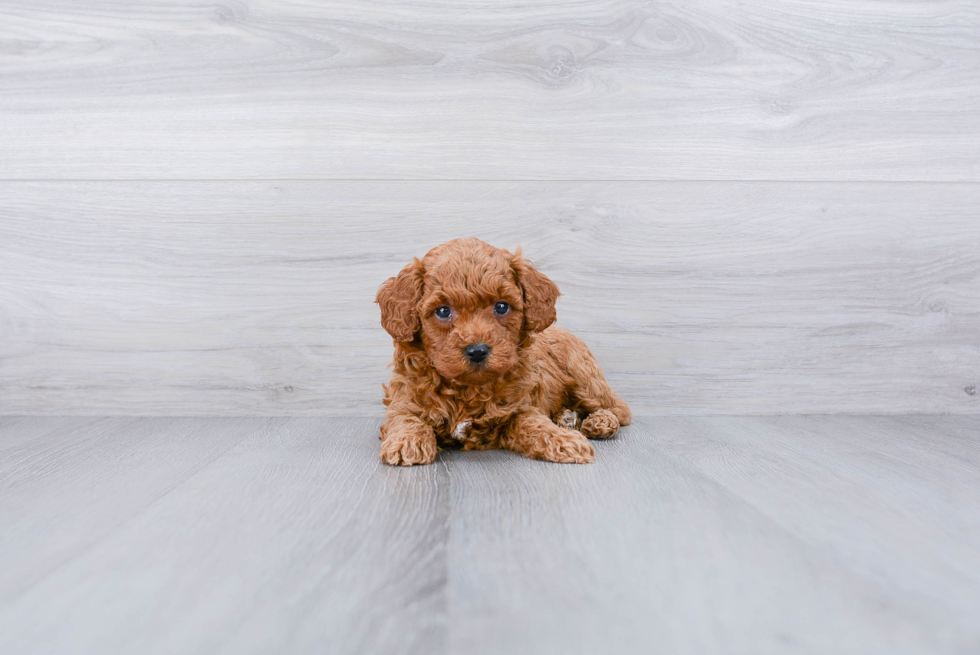 Meet Belle - our Mini Goldendoodle Puppy Photo 3/3 - Premier Pups