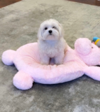 Puppy For Sale Premier Pups Smart Maltese Purebred Pup