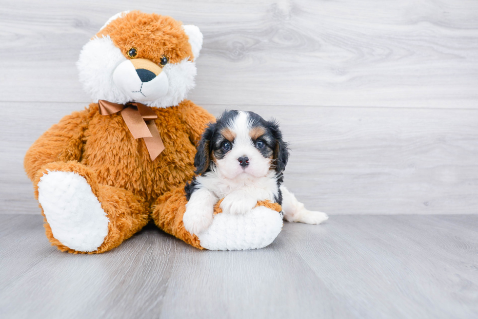 Meet Lenny - our Cavalier King Charles Spaniel Puppy Photo 2/3 - Premier Pups