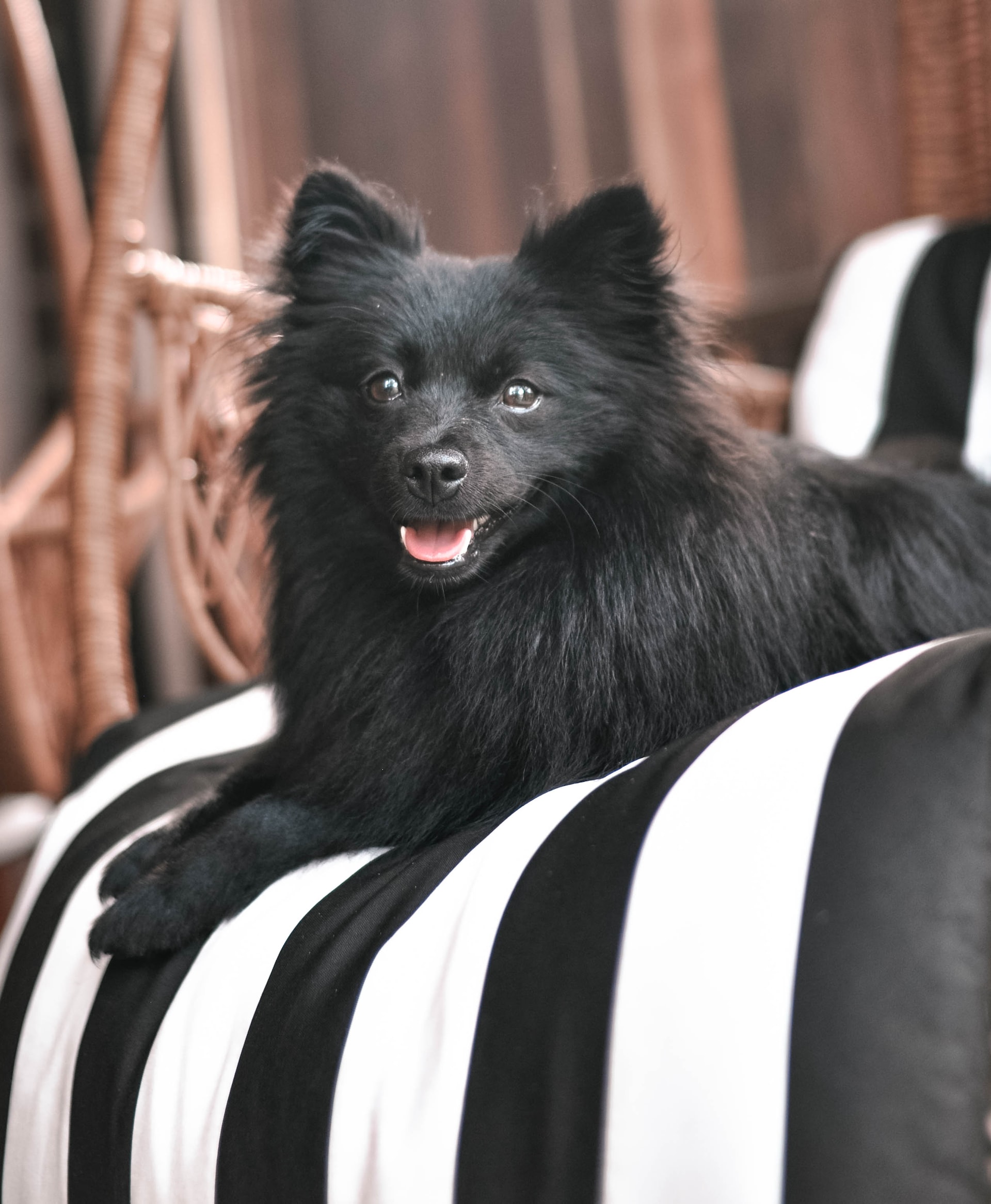 picture of a black Pomeranian