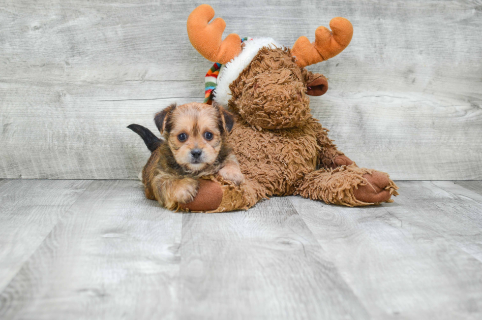 Shorkie puppies for sale | Small cross breed puppies for sale in Ohio
